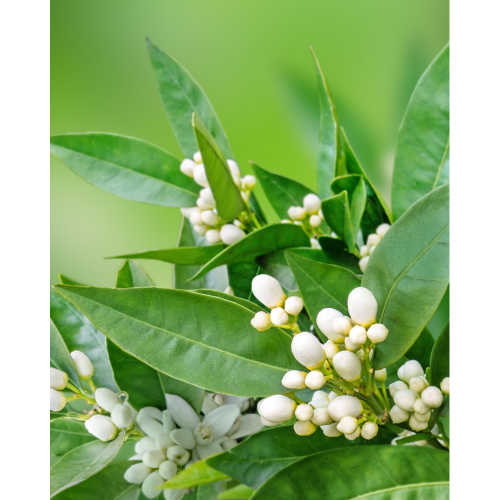 Collagen Renewing Neroli Night Cream, 50ml