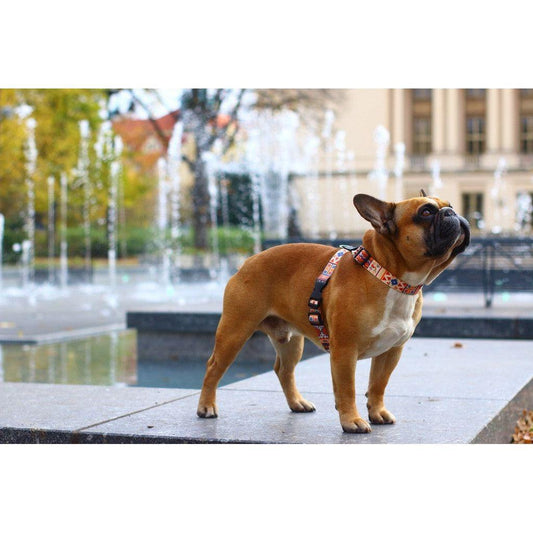 Dog Harness With Leather – Boho