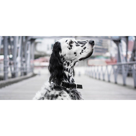 Kollu Collar - Black