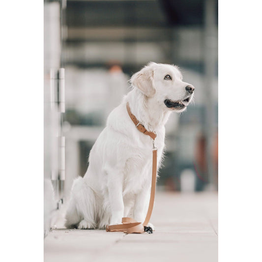 Nahkapanta Kollu - Kameli