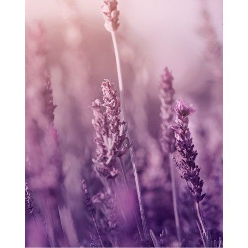Natural Body Care Gift Set “Enchanting Lavender”