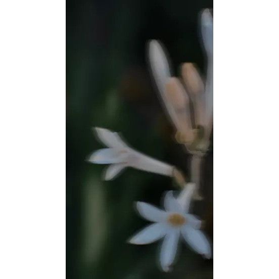 Perfume Oil - Midsummer, 10ml