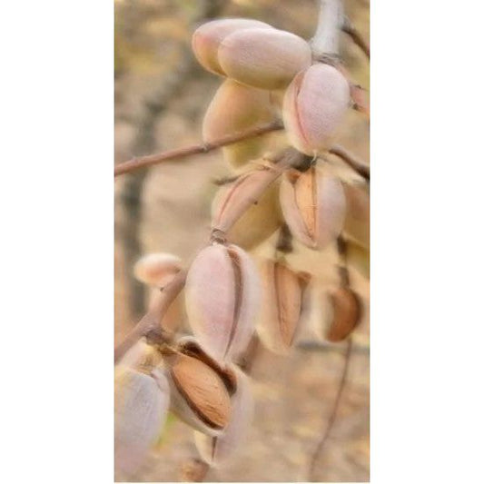 Perfume Oil - Spring Of Youth, 10ml