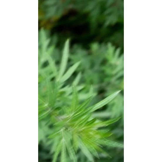 Perfume Oil - Spring Of Youth, 10ml
