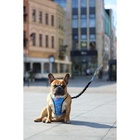 Pressure Free Harness – Blue Graffiti