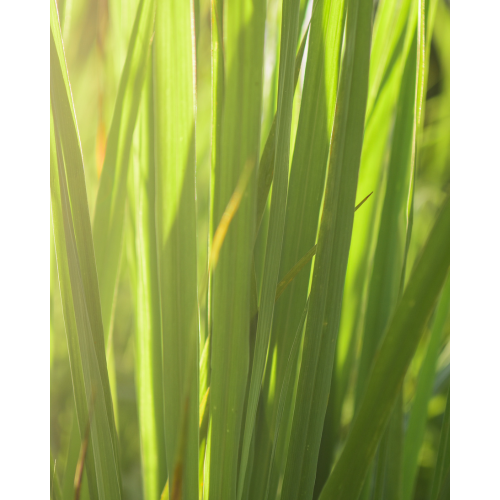 Wild Lemongrass Hand and Body Lotion, 300ml
