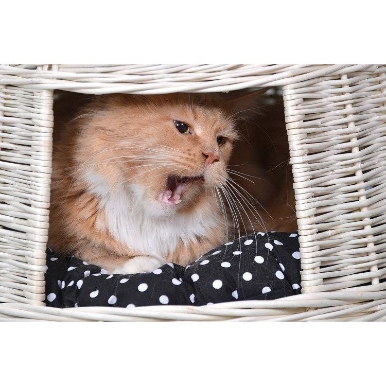 Whitewashed Wicker Cat House Cari With Cushions