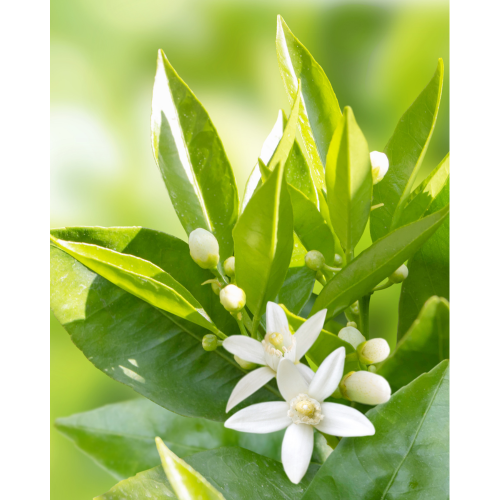 Gentle Neroli Cleansing Foam, 150ml