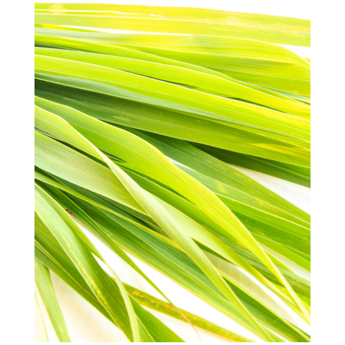Wild Lemongrass Shower and Hand Wash Gel, 300ml