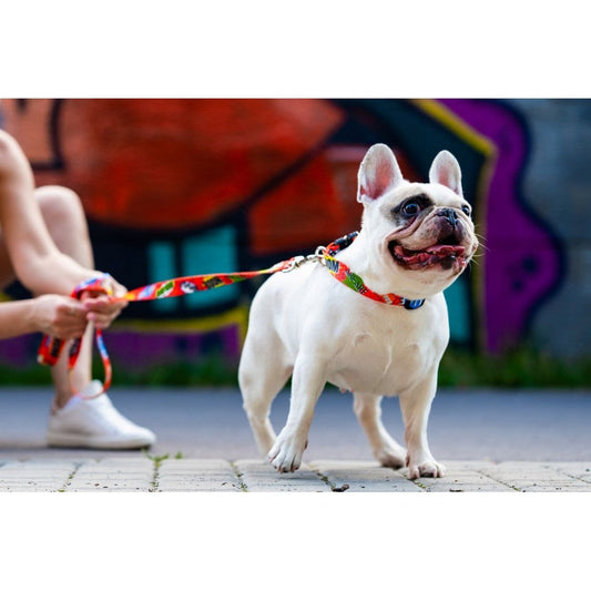 Collar With A Metal Buckle - Red Graffiti