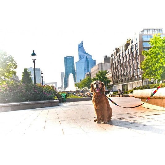Leash - Pixels