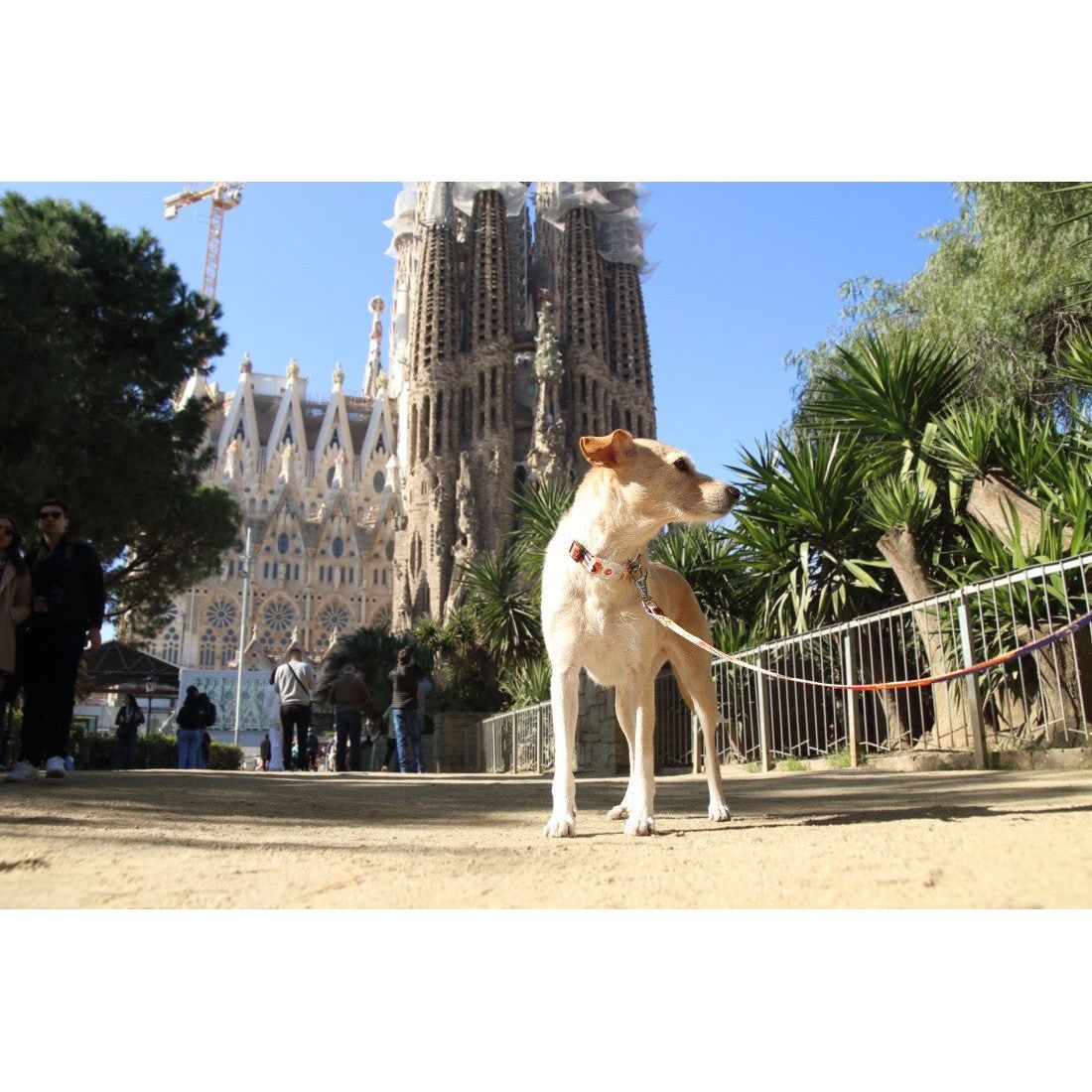 Leash – Travel