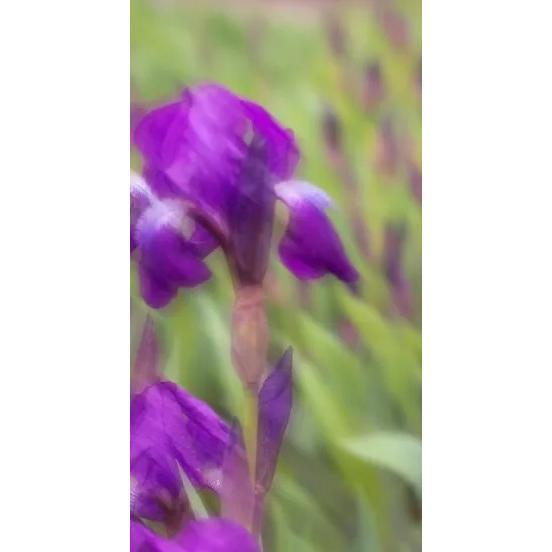 Perfume Oil - Craving the Moment, 10ml