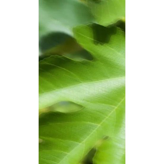 Perfume Oil - Craving the Moment, 10ml