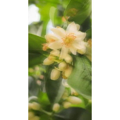 Perfume Oil - Craving the Moment, 10ml
