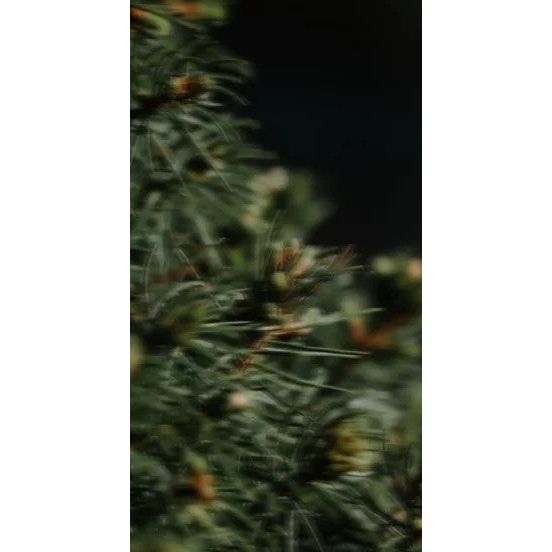 Perfume Oil - Ego Rex, 10ml