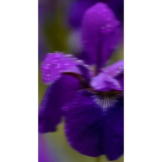 Perfume Oil - Incognito, 10ml