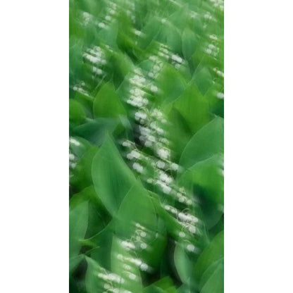 Perfume Oil - Mellow Pitch, 10ml
