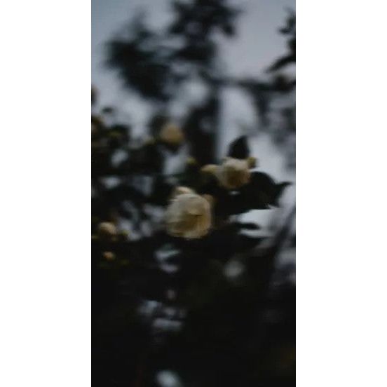 Perfume Oil - Midsummer, 10ml