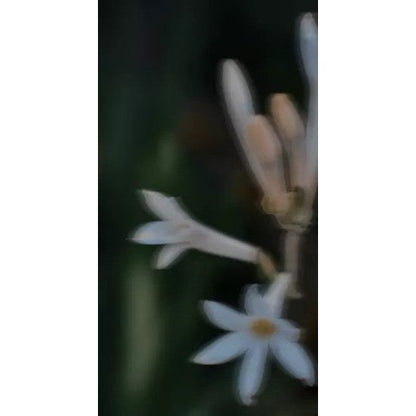 Perfume Oil - Midsummer, 10ml