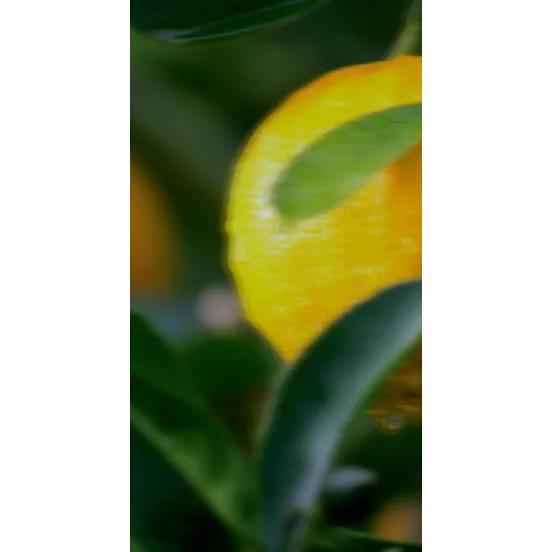 Perfume Oil - Nights In Morocco, 10ml