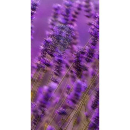 Perfume Oil - Original Sin, 10ml