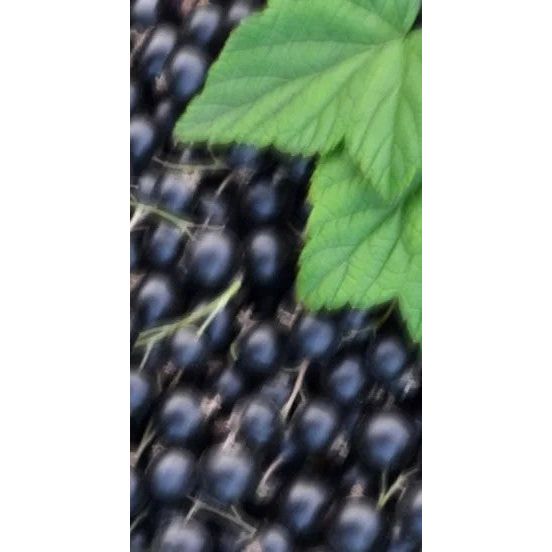 Perfume Oil - Spring Of Youth, 10ml