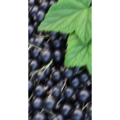 Perfume Oil - Spring Of Youth, 10ml