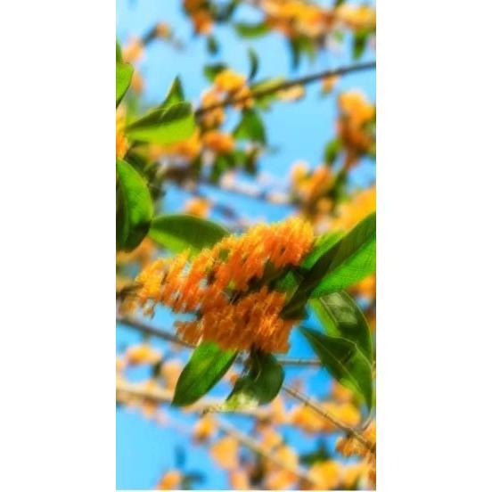 Perfume Oil - Spring Of Youth, 10ml