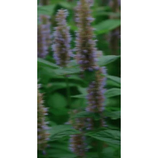 Perfume Oil - Temple Of Sensus, 10ml