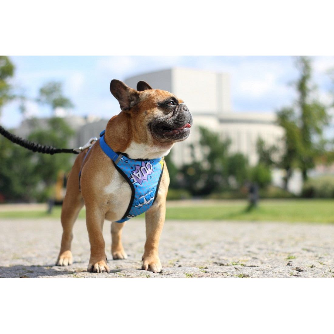 Pressure Free Harness – Blue Graffiti