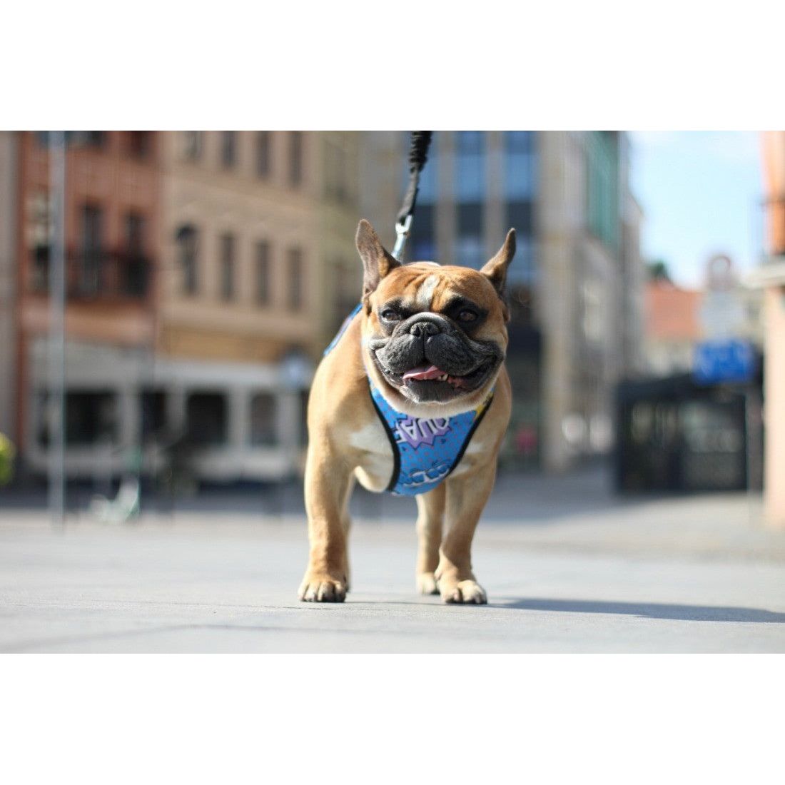 Pressure Free Harness – Blue Graffiti
